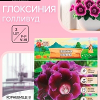 Глоксиния «Голливуд», многолетник, комнатный, луковица в пакете с перфорацией, р-р 5/6, 2 шт.