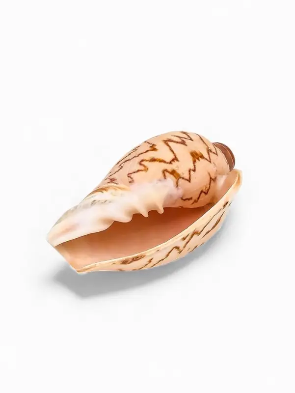 Ракушка декоративная, 6-7 см