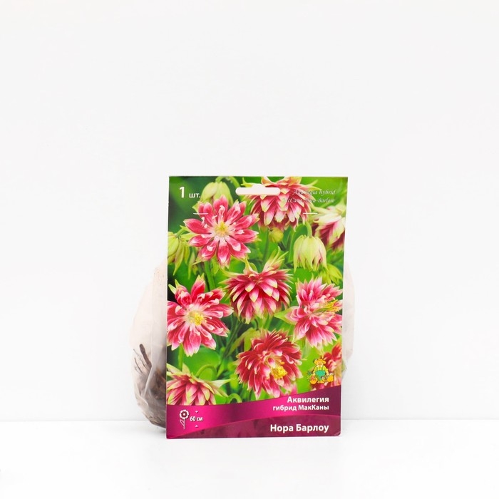 Аквилегия «гибрид МакКаны Нора Барлоу », корневище в торфогрунте, р-р I, 1 шт.