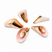 Набор ракушек декоративных, длина 4 см, 5 шт.