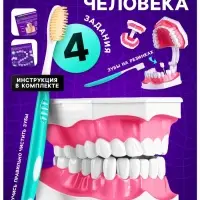 Набор для опытов &laquo;Анатомия&raquo;, челюсть человека