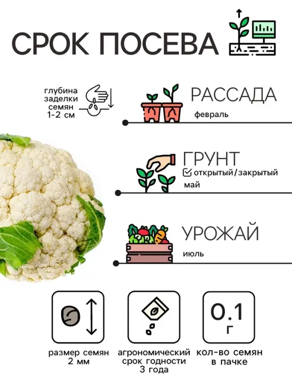 Семена Капуста цветная  Семена Капуста цветная "Мовир 74", 0,1 г