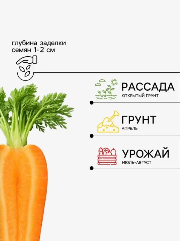 Семена Морковь &laquo;Нантская 4&raquo;, 2 г, &laquo;Аэлита&raquo;