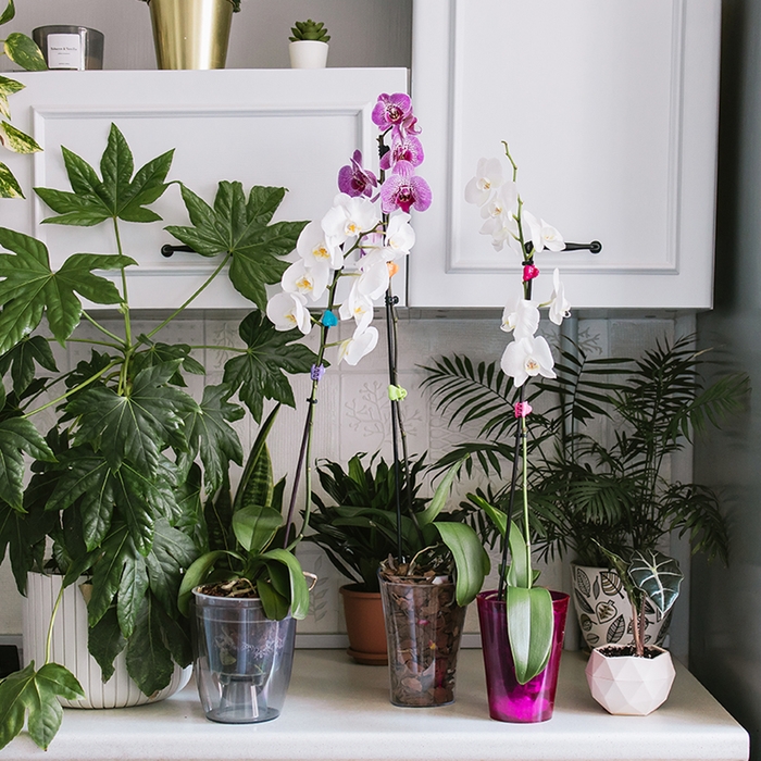 Горшок для орхидей, 1,3 л, 13,6 &times; 14,1 &times; 20 см, пластик, прозрачно-серый