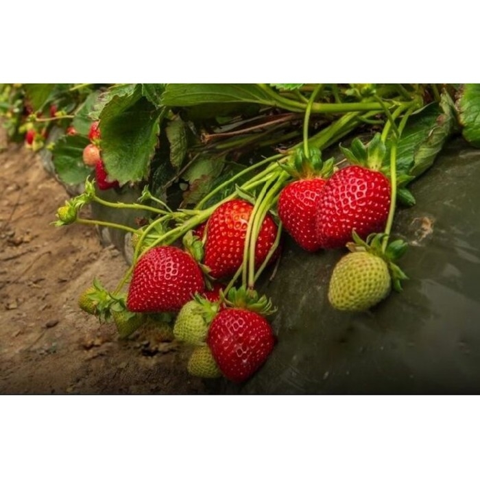 Рассада Земляники круноплодной (клубники) ФРИГО Валиант (Valiant) A (9-15 мм), P9 Горшок Рассада Земляники круноплодной (клубники) ФРИГО Валиант (Valiant) A (9-15 мм), P9 Горшок