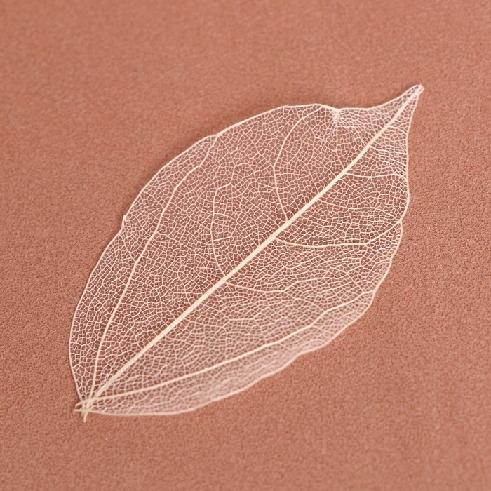 Сухие листья, набор 5 шт., размер 1 шт. — 8 × 5 см, цвет белый Сухие листья, набор 5 шт., размер 1 шт. — 8 × 5 см, цвет белый