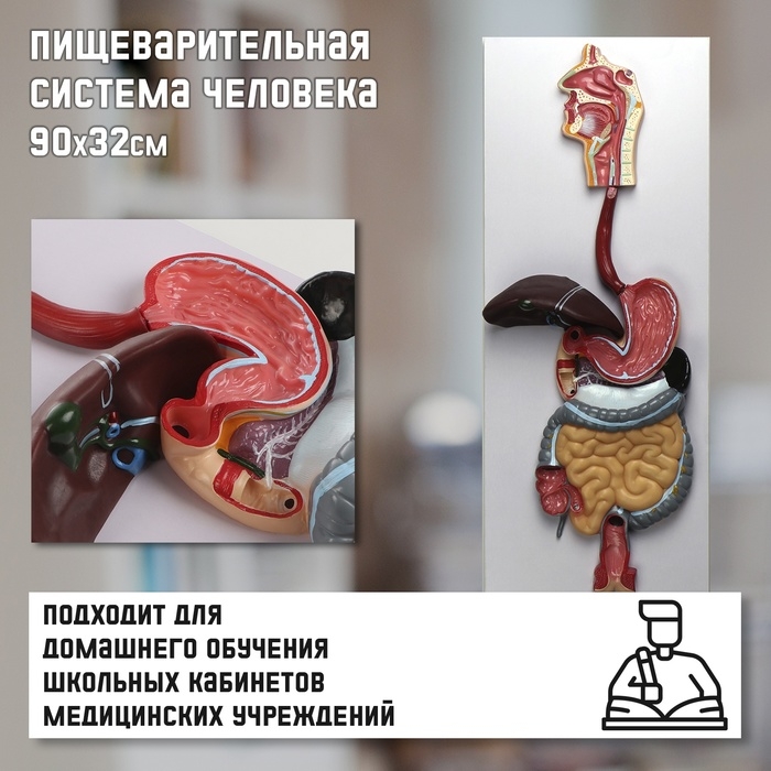 Макет  Макет "Пищеварительная система человека" 90*32см