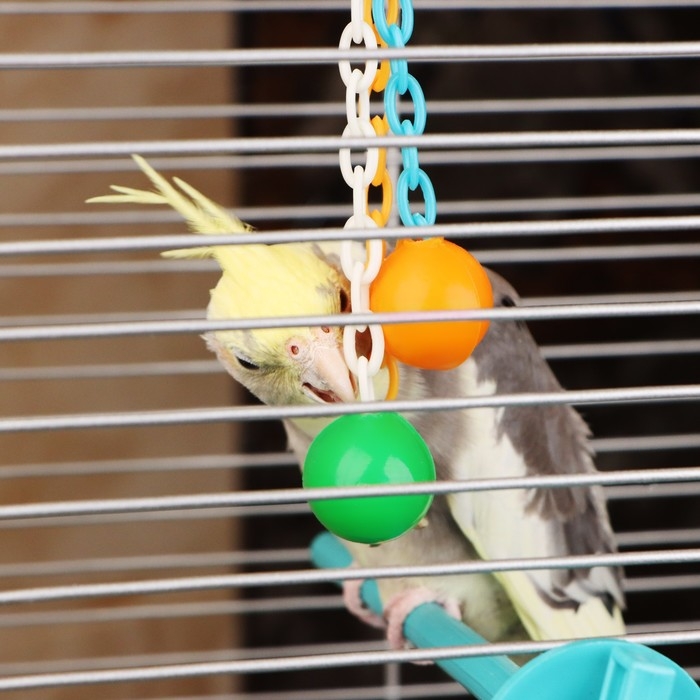 Игрушка для птиц   Игрушка для птиц  "Погремушка", микс