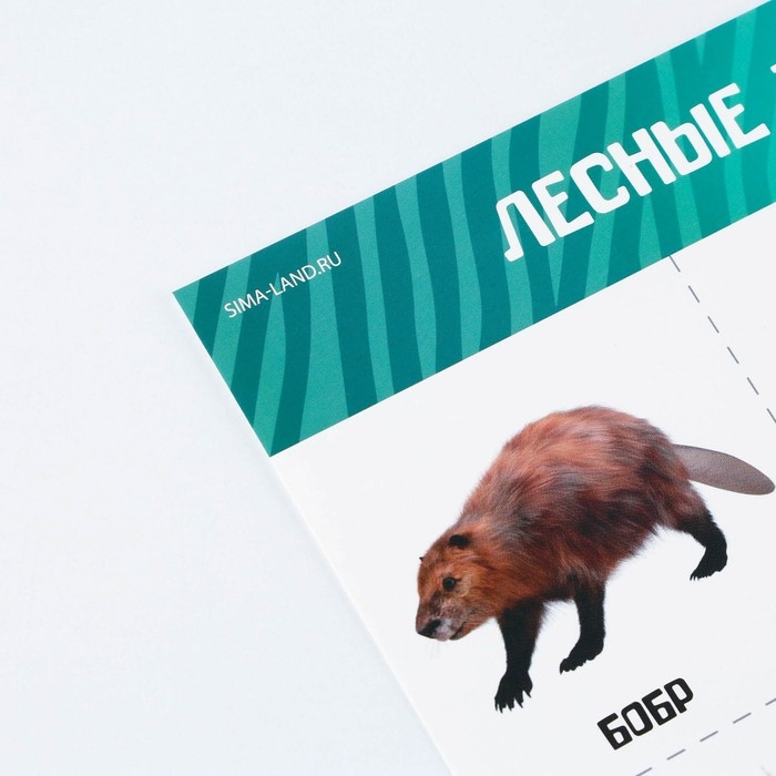 Набор обучающих плакатов «Изучаем мир», 10 в 1, А4