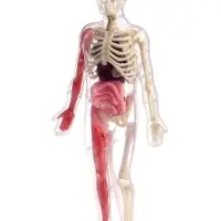 Набор для опытов по анатомии &laquo;Строение тела&raquo;, светится в темноте, с мягкими органами