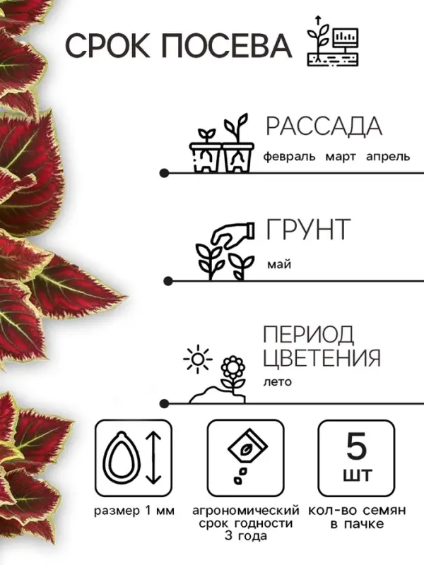 Семена цветов Колеус балконный  Семена цветов Колеус балконный "Бургундское вино", ц/п, 5 шт