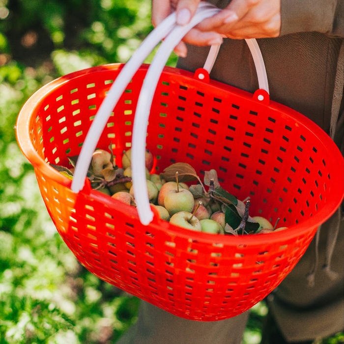 Ёмкость для сбора урожая «Лукошко», цвет МИКС