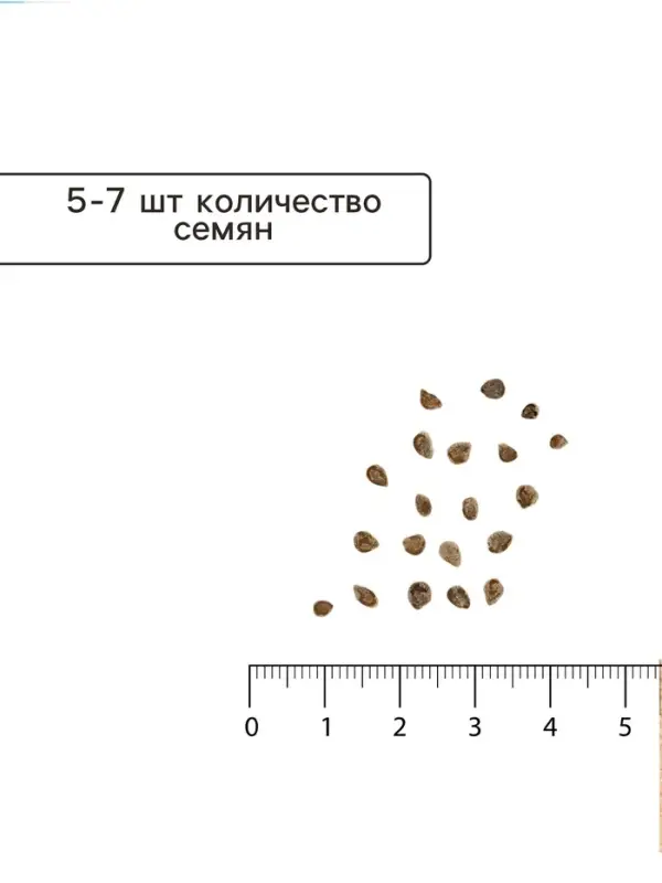 Семена Томат балконный &laquo;Балконный сахарный&raquo;, скороспелый, детерминантный, низкорослый, 0.05 г, Premium seeds
