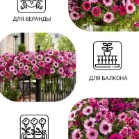 Семена цветов Петуния &laquo;Титан&raquo;, бахромчатая, смесь, 7 шт., &laquo;Гавриш&raquo;