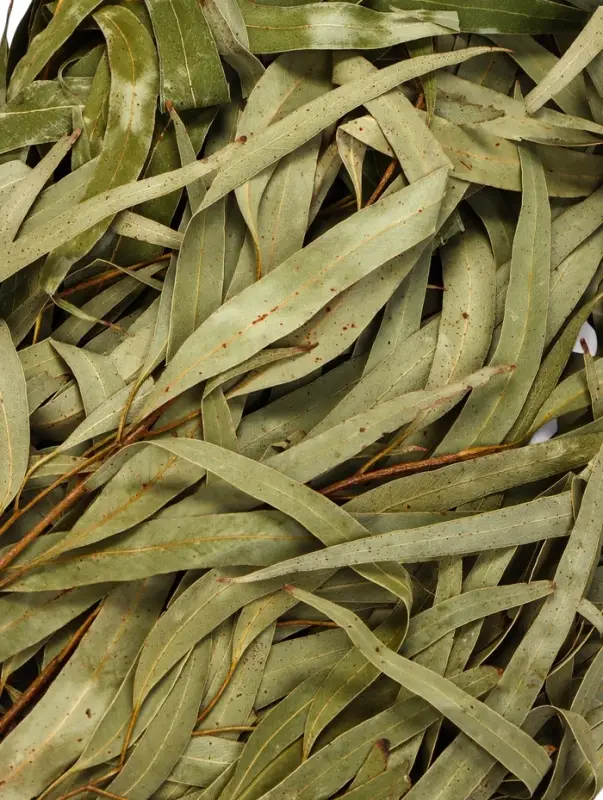 Веник для бани, эвкалиптовый, в пакете, &laquo;Добропаровъ&raquo;