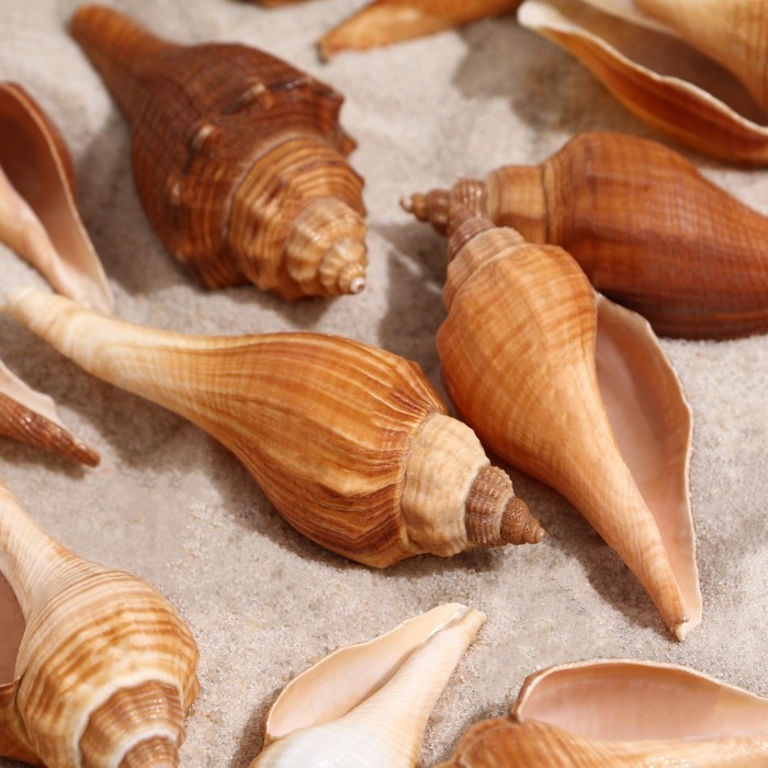 Набор ракушек, 3 - 5 см, 100 г Набор ракушек, 3 - 5 см, 100 г