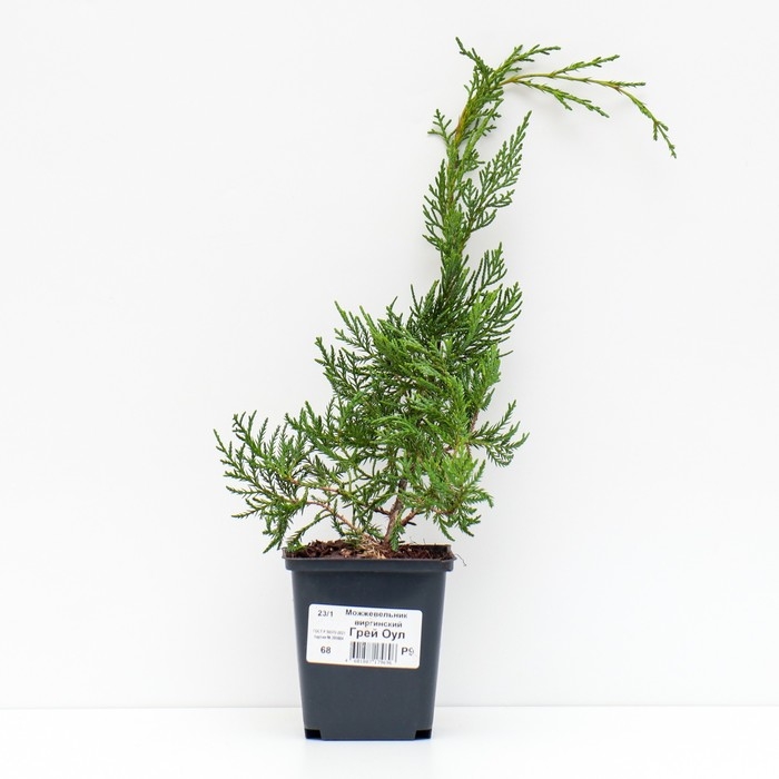 Можжевельник виргинский Можжевельник виргинский "Грей Оул", Р9, 1шт, h 3-20 см, Осень 2024