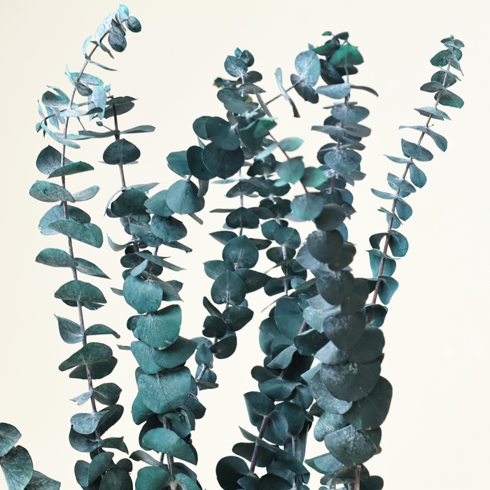 Сухоцвет «Эвкалиптовое дерево», голубой, 10 шт. в упаковке Сухоцвет «Эвкалиптовое дерево», голубой, 10 шт. в упаковке