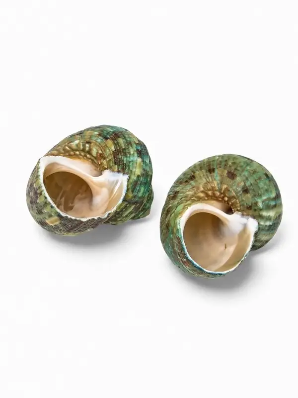 Набор ракушек декоративных, длина 4-5 см ширина 2 см, 2 шт.