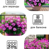 Семена цветов Петуния &laquo;Фиолетовый леопард&raquo;, F1, 5 шт., однолетник, &laquo;Русский огород&raquo;