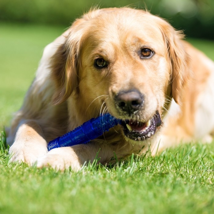 Игрушка тренировочная жевательная Игрушка тренировочная жевательная "Палка" полая, 24,5 см, синяя