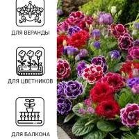Семена цветов Глоксиния "Брокада", ц/п, F1, гранулы, 4 шт.