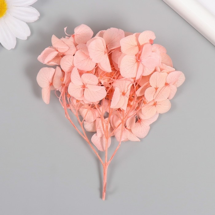 Сухоцвет Сухоцвет "Гортензия" розовый h=6-6,5 см