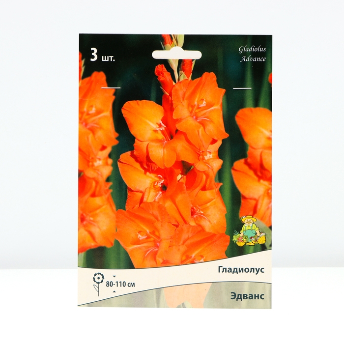 Гладиолус крупноцветковый «Эдванс», луковица цветов в пакете с перфорацией, р-р 10/12, 3 шт.