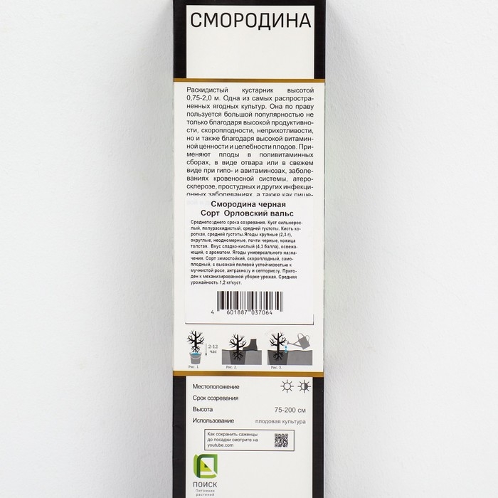 Смородина черная «Орловский вальс », перспективные сорта, саженец, 1 шт., туба Смородина черная «Орловский вальс », перспективные сорта, саженец, 1 шт., туба