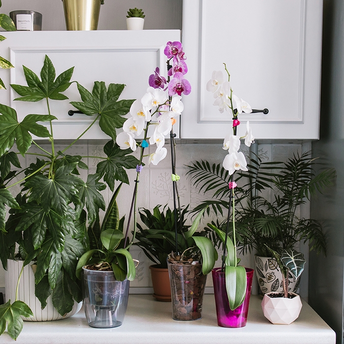 Горшок для орхидей, 2 л, 14,8 × 16,2 см, круглый, пластик, прозрачно-серый Горшок для орхидей, 2 л, 14,8 × 16,2 см, круглый, пластик, прозрачно-серый