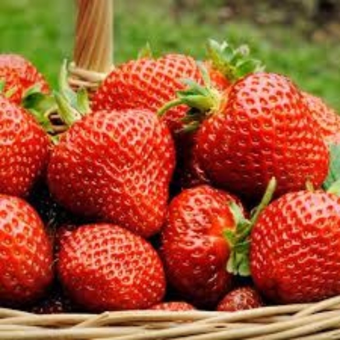 Рассада Земляники круноплодной (клубники) ФРИГО Ирма (Irma) A+ (15-20 мм), P9 Горшок Рассада Земляники круноплодной (клубники) ФРИГО Ирма (Irma) A+ (15-20 мм), P9 Горшок