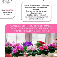 Глоксиния «Виолацея», многолетник, комнатный, луковица в пакете с перфорацией, р-р 5/6, 2 шт.
