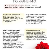 Георгина Кактусовидная HAYLEY JANE, клубелуковица в упаковке, р-р I, 1 шт.