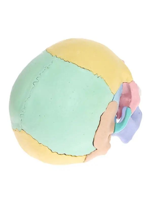 Набор для опытов &laquo;Череп человека&raquo;, анатомическая модель