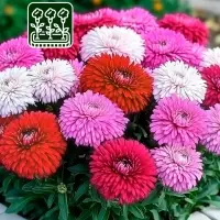 Семена   Астра Монпансье, смесь окрасок , 0,2г