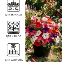 Семена цветов Петуния &laquo;Балконная&raquo;, 210 шт., &laquo;Дом семян&raquo;