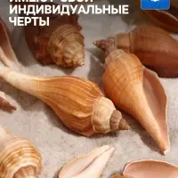 Набор ракушек, 3 - 5 см, 100 г