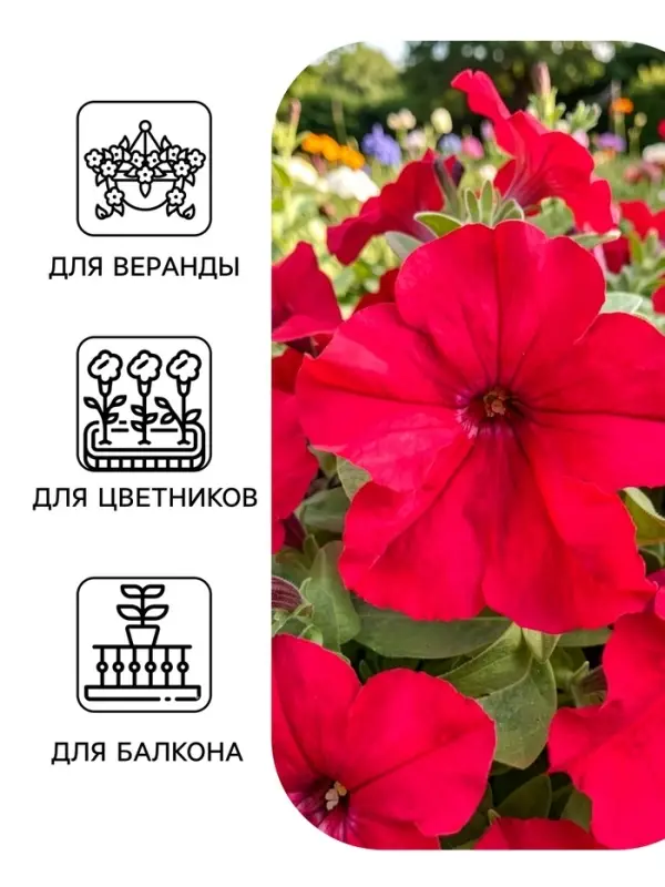 Семена цветов Петуния &laquo;Городские гиганты пурпурная мантия&raquo; F1, 7 шт., &laquo;АЭЛИТА&raquo;