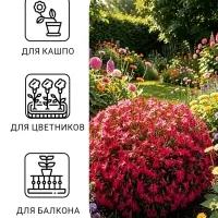 Семена цветов Лобелия &laquo;Розамунда&raquo;, 0.01 г, &laquo;Гавриш&raquo;