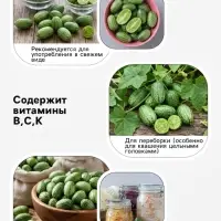Семена Мелотрия (мышиная дыня) &laquo;Микки&raquo;, 0.03 г, &laquo;Аэлита&raquo;