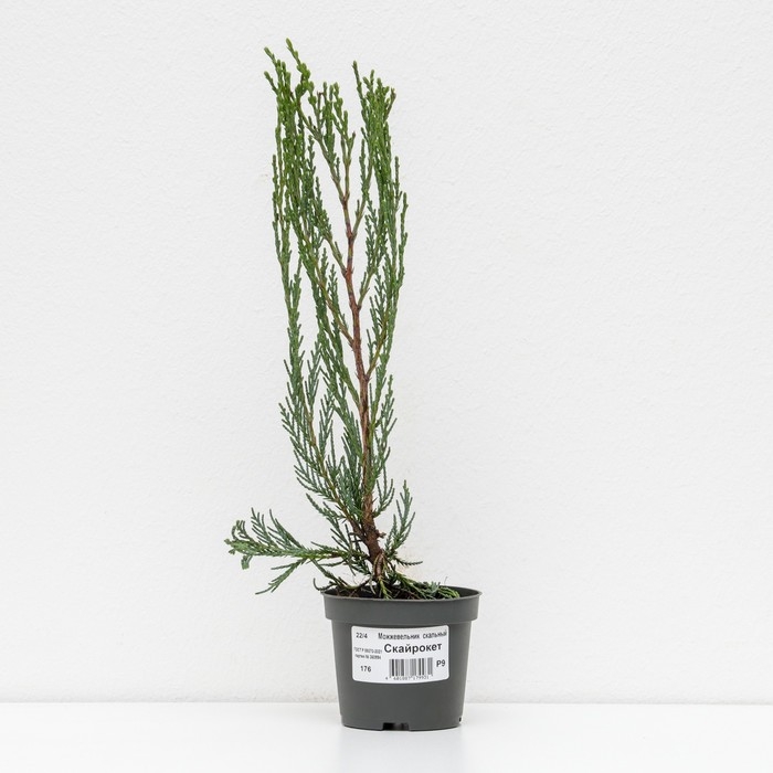 Можжевельник скальный Можжевельник скальный "Скайрокет", Р9, 1шт, h 3-20 см, Осень 2024