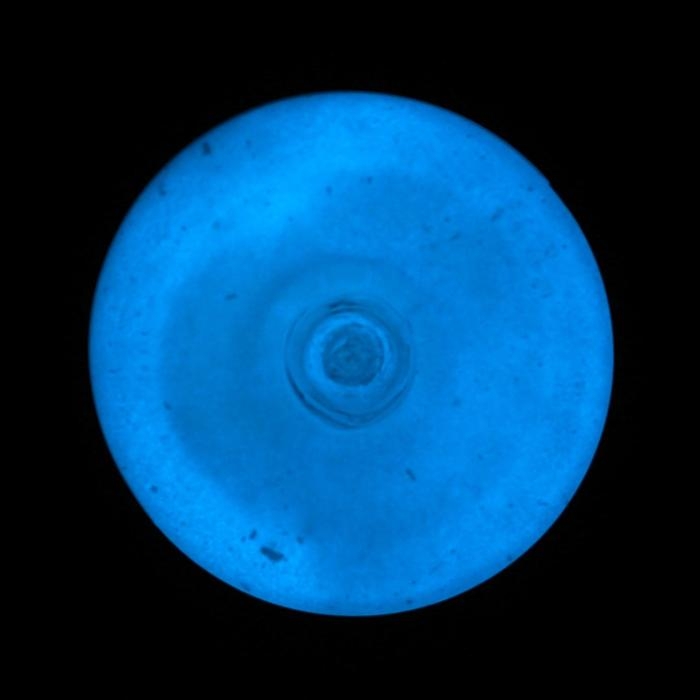 Краска акриловая люминесцентная (светящаяся в темноте), LUXART Lumi, 20 мл, белый, небесно-голубое свечение (L9V20) Краска акриловая люминесцентная (светящаяся в темноте), LUXART Lumi, 20 мл, белый, небесно-голубое свечение (L9V20)