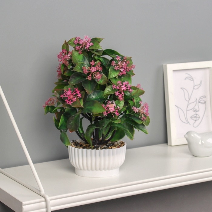 Бонсай в горшке Бонсай в горшке "Хойя премиум" 23х10 см, микс