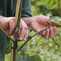Веткодержатель, h=9 см, подпорка для деревьев, чёрный, Greengo