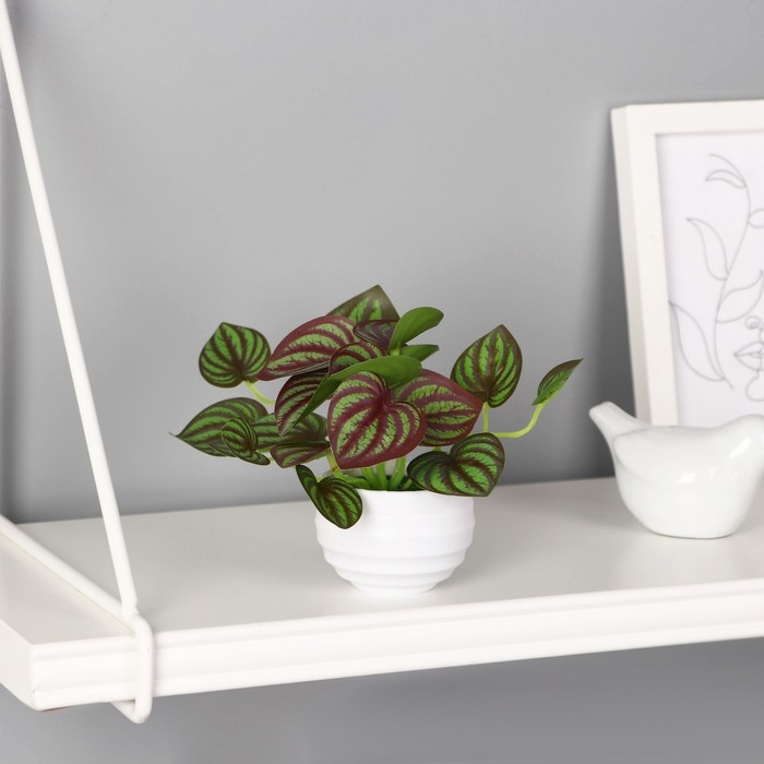 Бонсай в горшке Бонсай в горшке "Пеперомия элегант" 6х11 см, зелёный