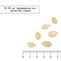 Семена Кабачок цуккини &laquo;Скворушка&raquo;, &laquo;Лидер&raquo;, 1.5-2 г