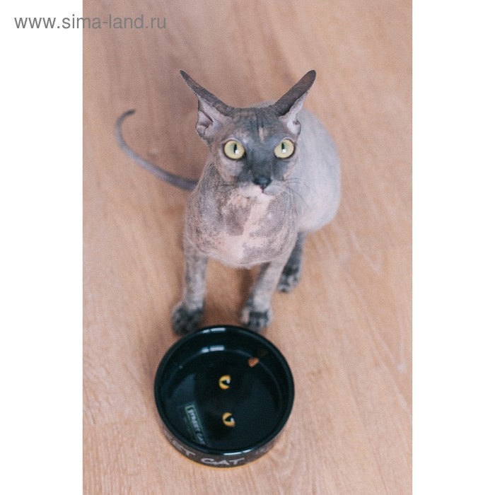 Миска керамическая  Миска керамическая "Черный кот" 300 мл  12,5 х 4,5 см, черная