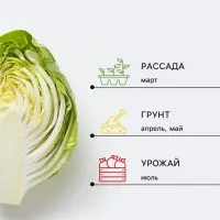 Семена Капуста белокочанная &laquo;Золотой гектар 1432&raquo;, 0.5 г, &laquo;Аэлита&raquo;