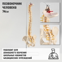 Макет "Позвоночник человека" 74см