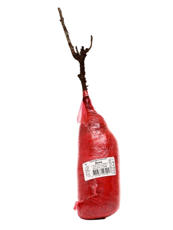 Смородина красная перспективные сорта Дана/ЦКорЛюкс Смородина красная перспективные сорта Дана/ЦКорЛюкс